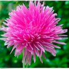 Neysastore Aster- Needle- Rose- 50 Seeds