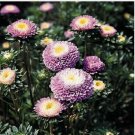 Neysastore Aster- Pompon- Light Blue- 50 Seeds