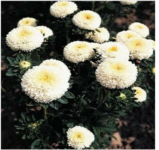 Neysastore Aster- Pompon- White- 50 Seeds