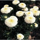 Neysastore Aster- Pompon- White- 50 Seeds