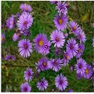 Neysastore Aster- New England- 100 Seeds