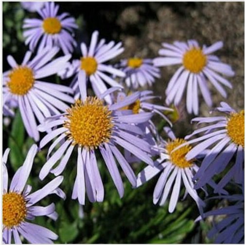 Neysastore Aster- Wartburg- 50 Seeds