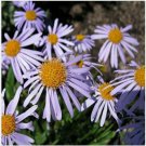 Neysastore Aster- Wartburg- 50 Seeds