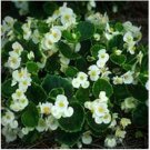 Neysastore Begonia- Wax White- 50 Seeds
