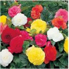 Neysastore Begonia- Mixed colors- 25 Seeds