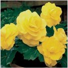 Neysastore Begonia- Yellow- 25 Seeds