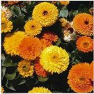 Neysastore Calendula- Mixed colors- 100 Seeds