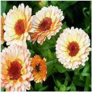 Neysastore Calendula- Pink- 50 Seeds