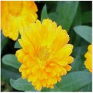Neysastore Calendula- Yellow- 50 Seeds