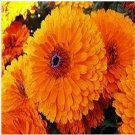 Neysastore Calendula- Orange- 50 Seeds