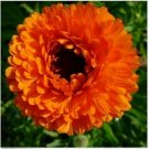 Neysastore Calendula- Geisha Girl- 50 Seeds