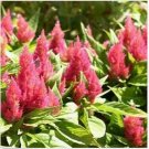 Neysastore Celosia- Pink- 25 Seeds
