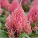 Neysastore Celosia- Salmon- 25 Seeds