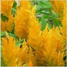 Neysastore Celosia- Yellow- 25 Seeds