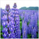 Neysastore Lupine- Perennis- 100 Seeds