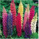 Neysastore Lupine- Russell Mix- 100 Seeds
