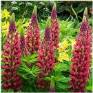 Neysastore Lupine- My Castle- 25 Seeds