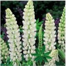 Neysastore Lupine- Noble Maiden- 25 Seeds