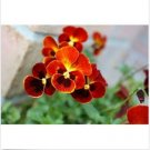 Neysastore Pansy- Alpenglow- 50 Seeds