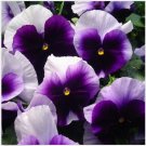 Neysastore Pansy- Beaconsfield- 50 Seeds