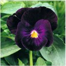 Neysastore Pansy- Bergwacht- 50 Seeds