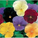 Neysastore Pansy- Velvet Mix- 50 Seeds