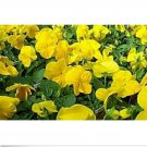 Neysastore Pansy- Yellow- 50 Seeds