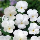 Neysastore Pansy- White- 50 Seeds