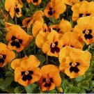 Neysastore Pansy- Flame- 50 Seeds