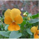 Neysastore Pansy- Gold- 50 Seeds