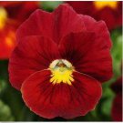 Neysastore Pansy- Scarlet- 50 Seeds