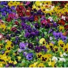 Neysastore Pansy- Swiss Giant Mix- 50 Seeds
