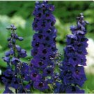 Neysastore Delphinium- Black Knight- 50 Seeds