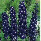 Neysastore Delphinium- King Arthur- 50 Seeds