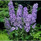 Neysastore Delphinium- Lilac Spire- 50 Seeds