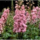 Neysastore Delphinium- Pink Queen- 50 Seeds