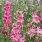 Neysastore Delphinium- Rose Queen- 50 Seeds