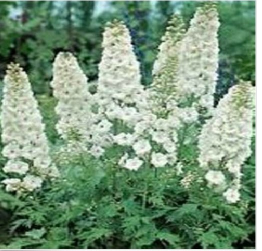 Neysastore Delphinium- White King- 50 Seeds