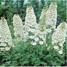 Neysastore Delphinium- White King- 50 Seeds