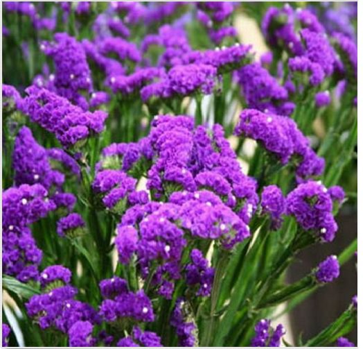 Neysastore Statice- Purple Attraction- 50 Seeds