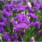 Neysastore Statice- Purple Attraction- 50 Seeds
