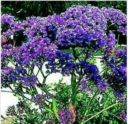 Neysastore Statice- Blue River- 50 Seeds