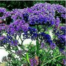 Neysastore Statice- Blue River- 50 Seeds