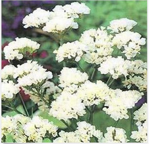 Neysastore Statice- Iceburg White- 50 Seeds