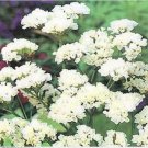Neysastore Statice- Iceburg White- 50 Seeds