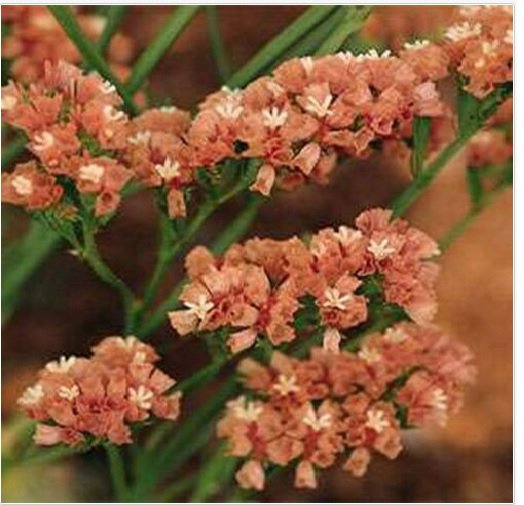Neysastore Statice- Apricot- 50 Seeds