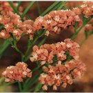 Neysastore Statice- Apricot- 50 Seeds