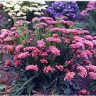 Neysastore Statice- Rose- 50 Seeds