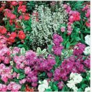 Neysastore Stock - Mixed colors- 50 Seeds