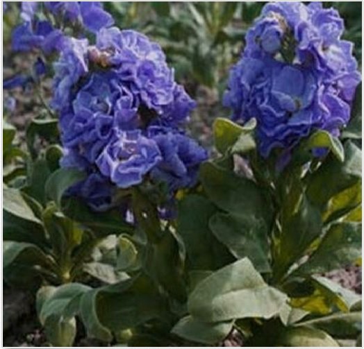 Neysastore Stock - Blue- 50 Seeds